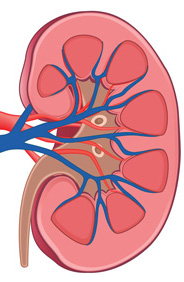 Cross-section of a kidney